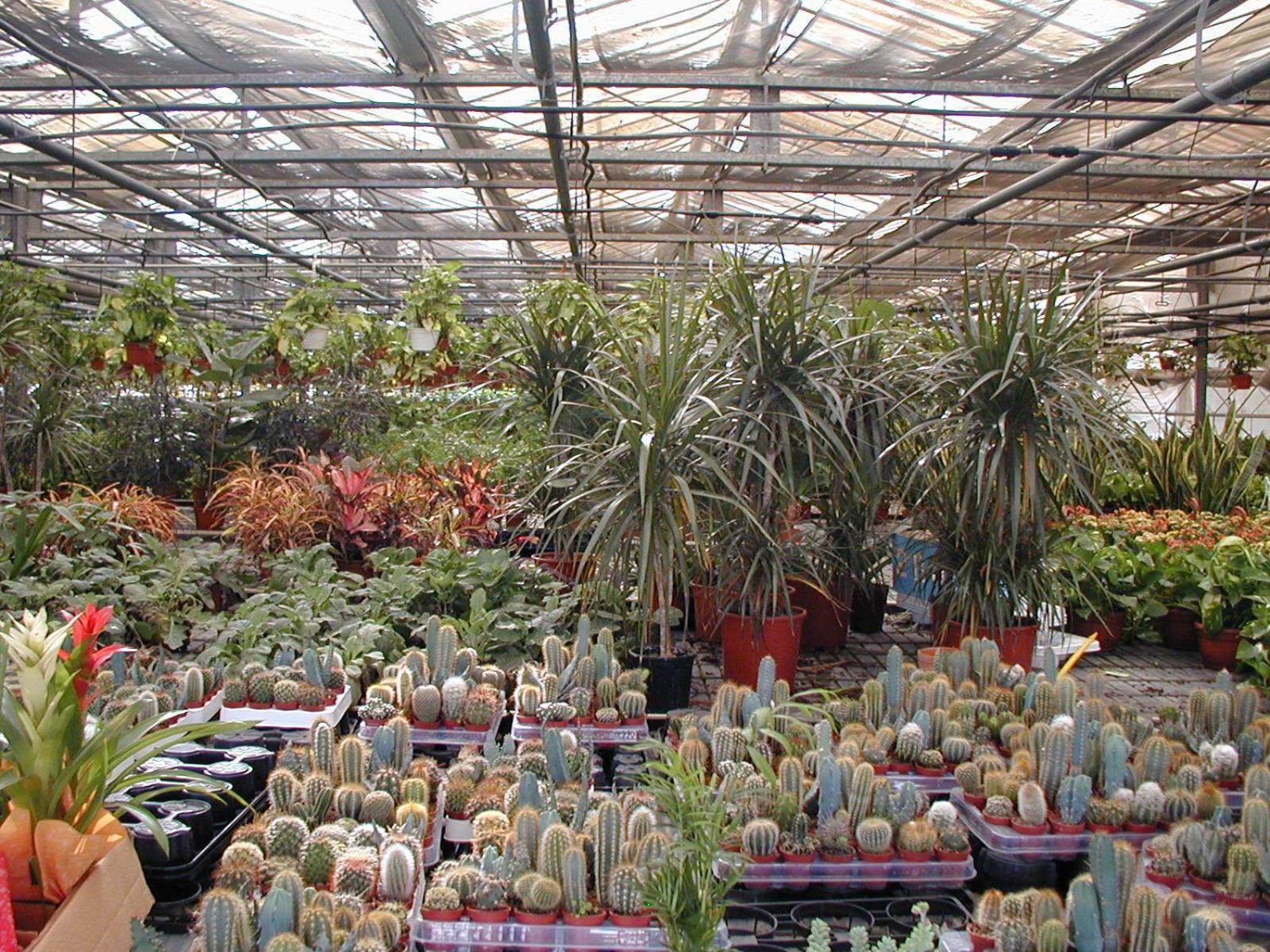 Societa Agricola Mg Florplant Villa Francavilla Marittima Kültér fotó