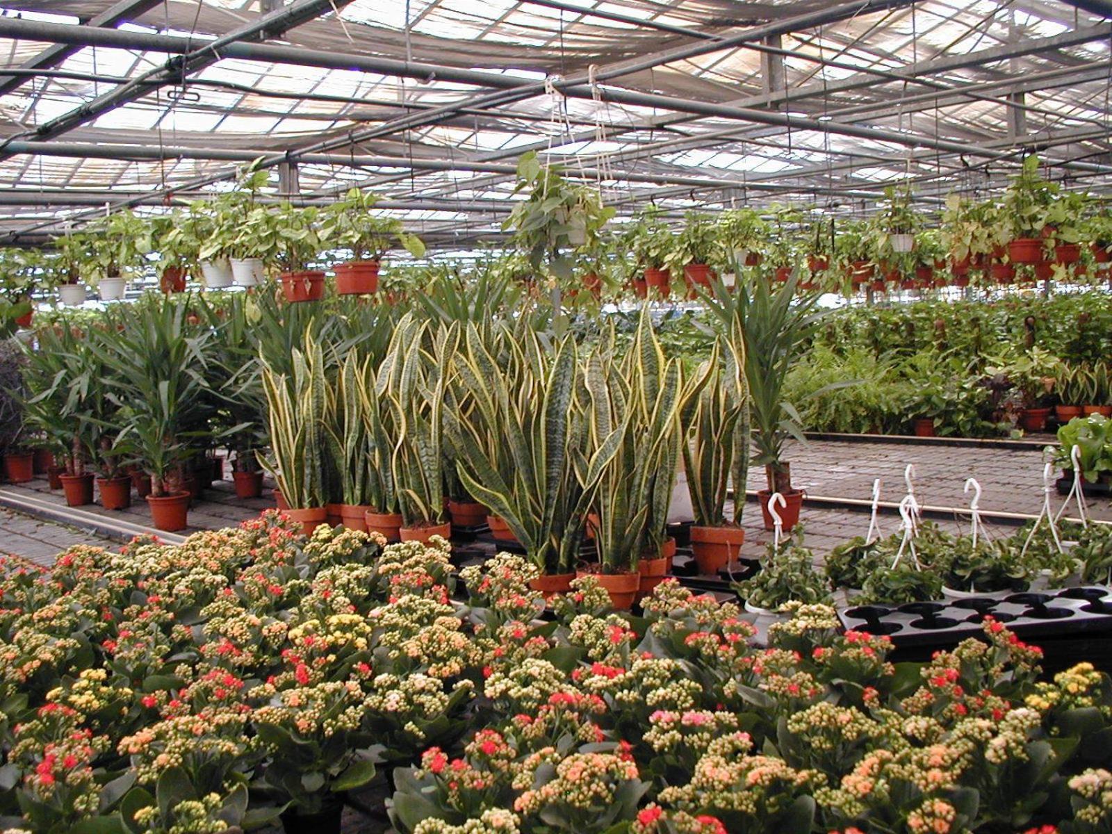 Societa Agricola Mg Florplant Villa Francavilla Marittima Kültér fotó